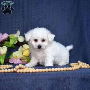 Peter (Tiny), Bichon Frise Puppy